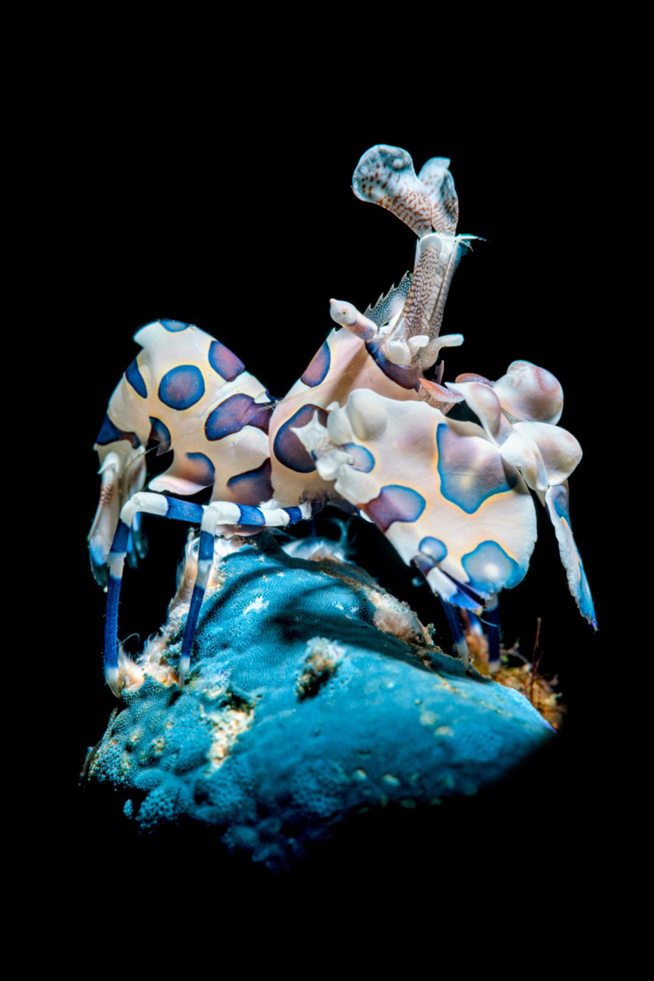 Harlequin Shrimp