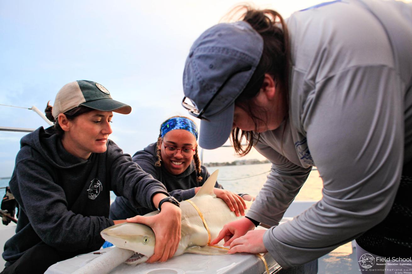 Women conducting research on a shark