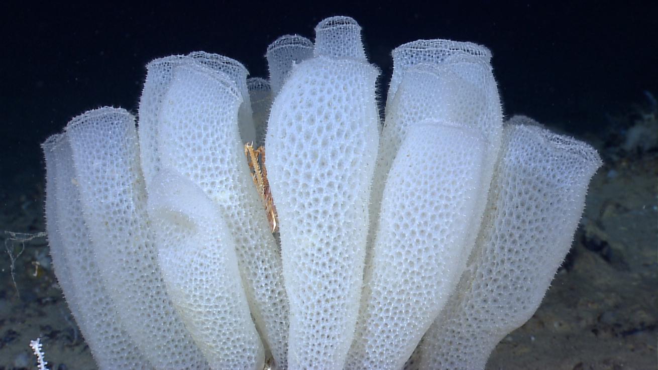 A group of Venus flower basket glass sponges *(Euplectella aspergillum)* glass sponges with a squat lobster in the middle.