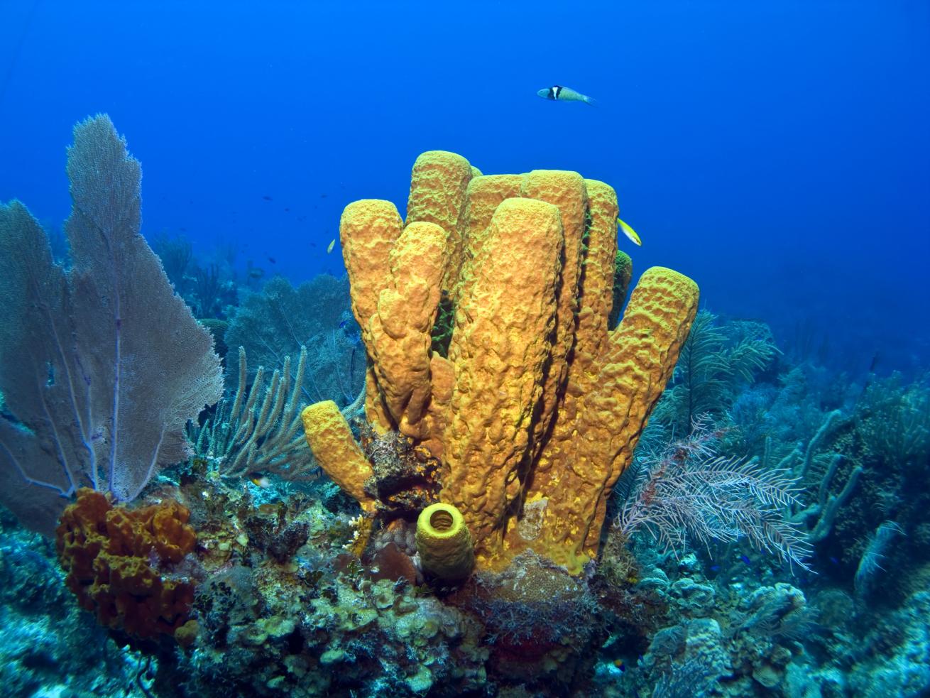 Cayman Island Yellow Tube Sponge on a Reef