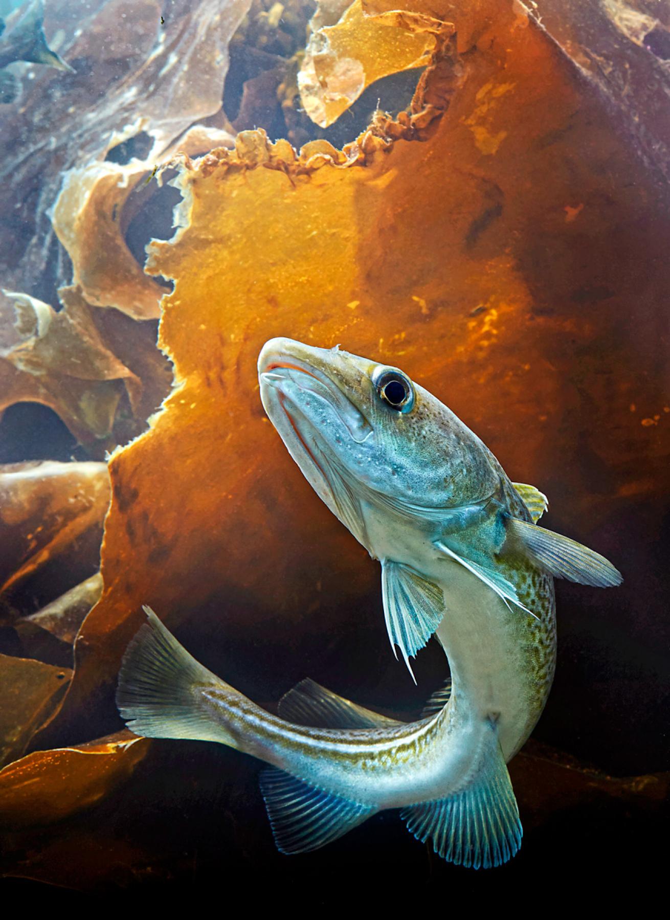 underwater image of Alaskan pollock
