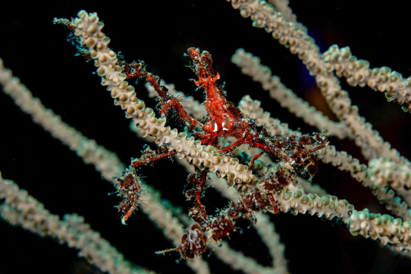 Neck crab Roatan