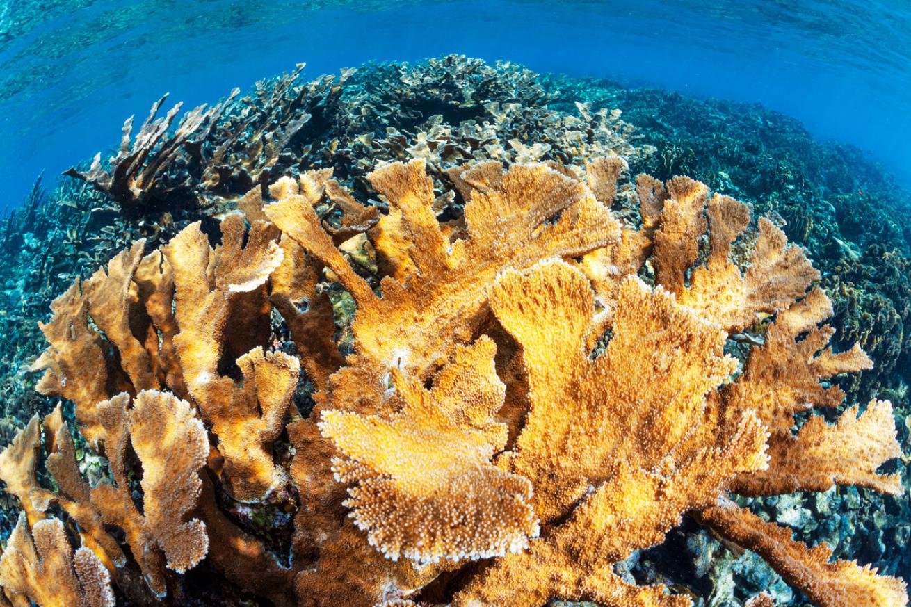 Elkhorn Coral