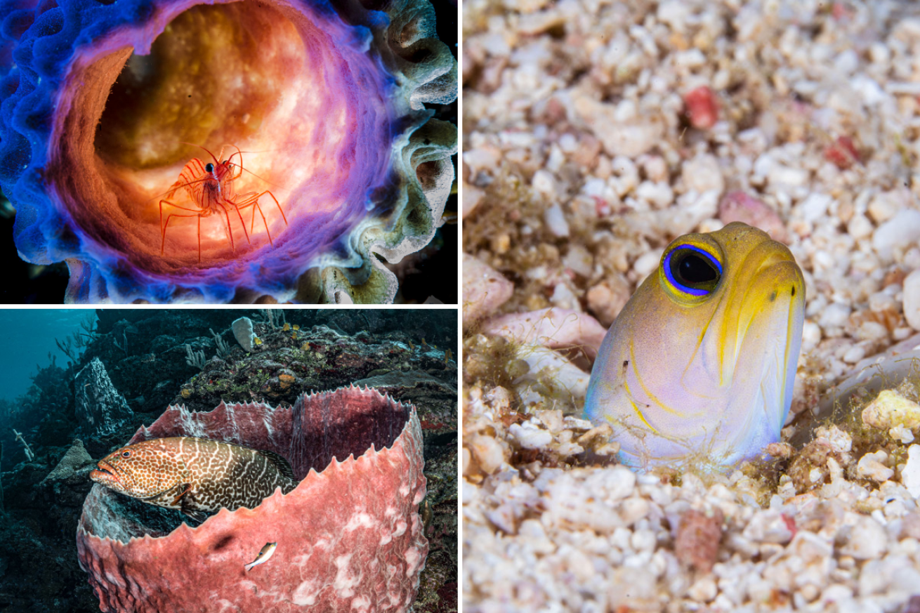 Roatan marine life