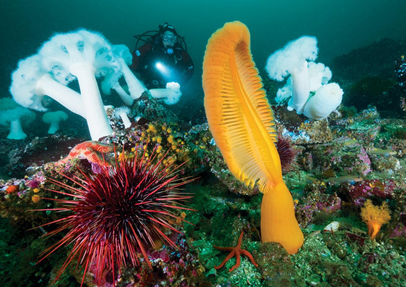 Colorful invertebrates pop out against a reef in the cold waters of British Columbia