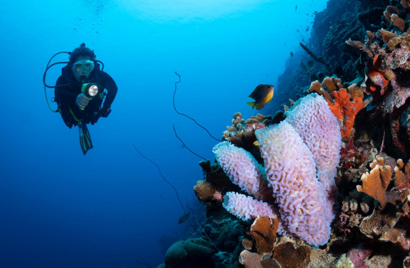 Diver approaches azure vase sponge on the reef in Bonaire, Netherlands Antilles. Sea sponge