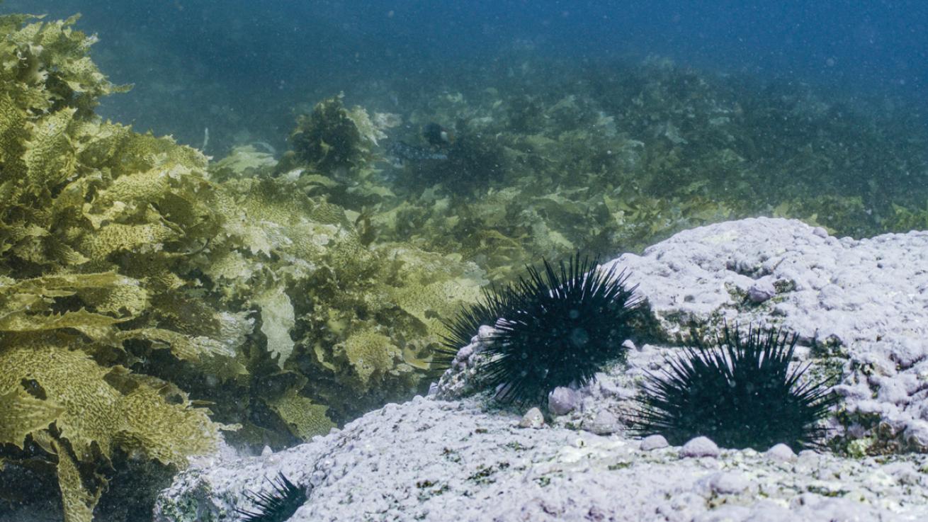 Black sea urchins are now being found in Tasmania.
