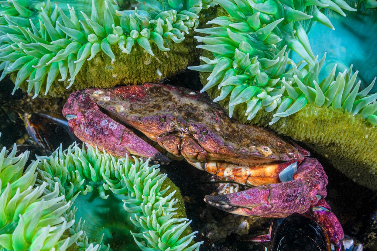 Red rock crab (Cancer productus) and more among colorful anemones