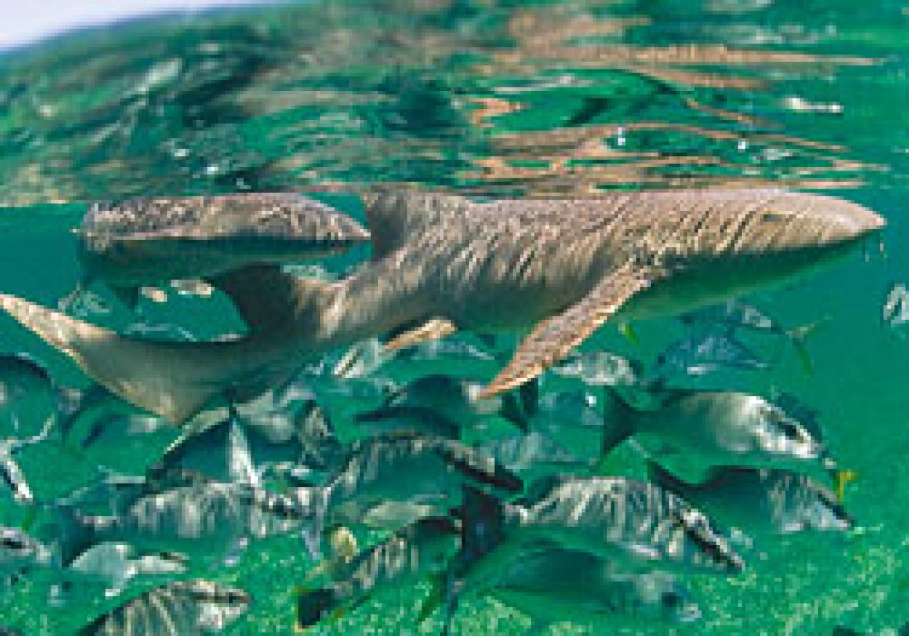 Top Ten Reasons to Love Belize for Scuba Diving Scuba Diving