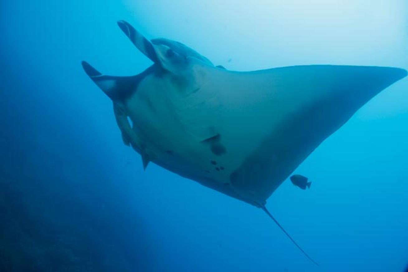 Socorro Islands Manta Ray