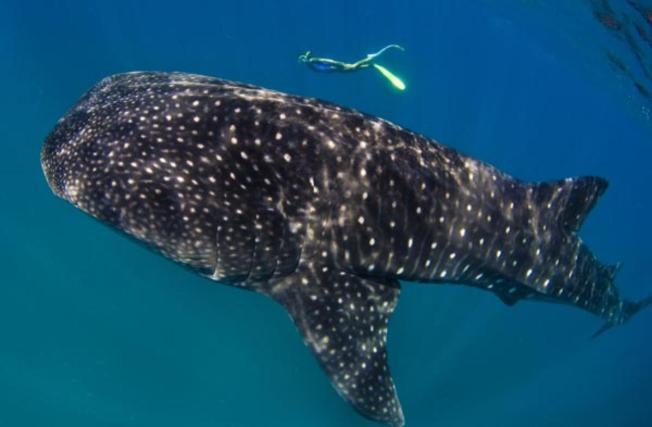 whale shark, Cabo San Sebastian, Mozambique