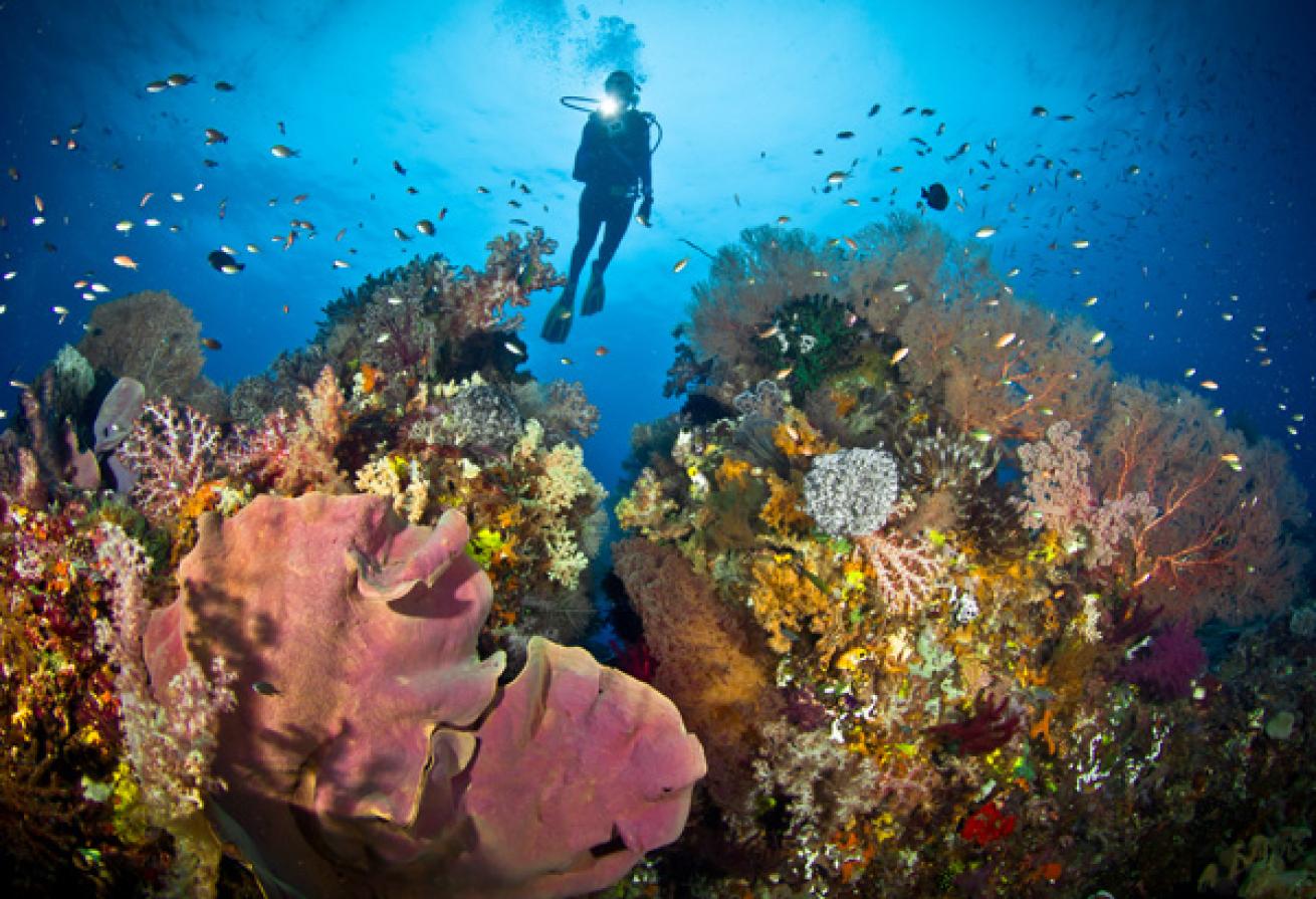 Through Your Lens: Readers' Photo Contest 2011 | Scuba Diving