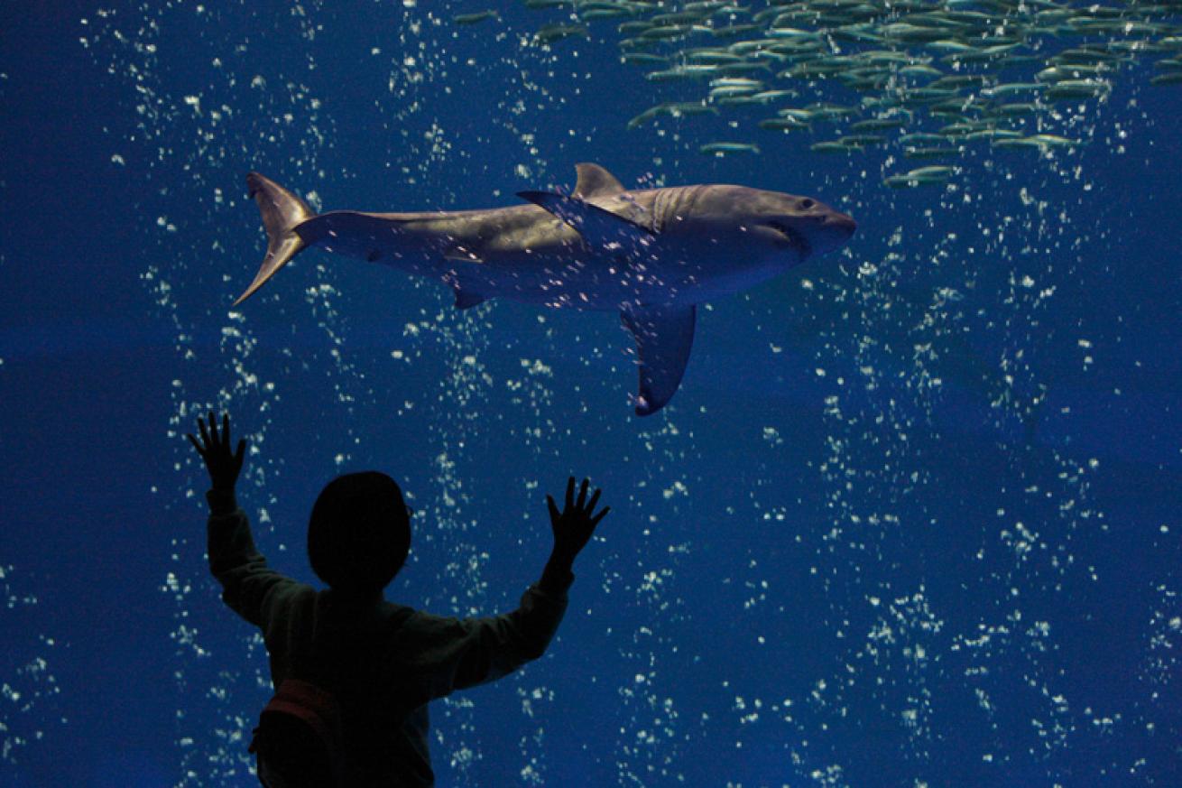 Shark care top