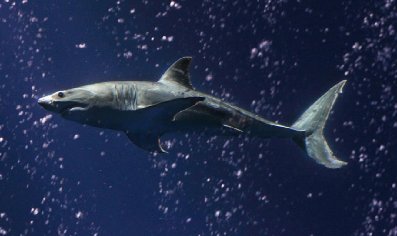 What It's Like... To Care for a Great White Shark | Scuba Diving