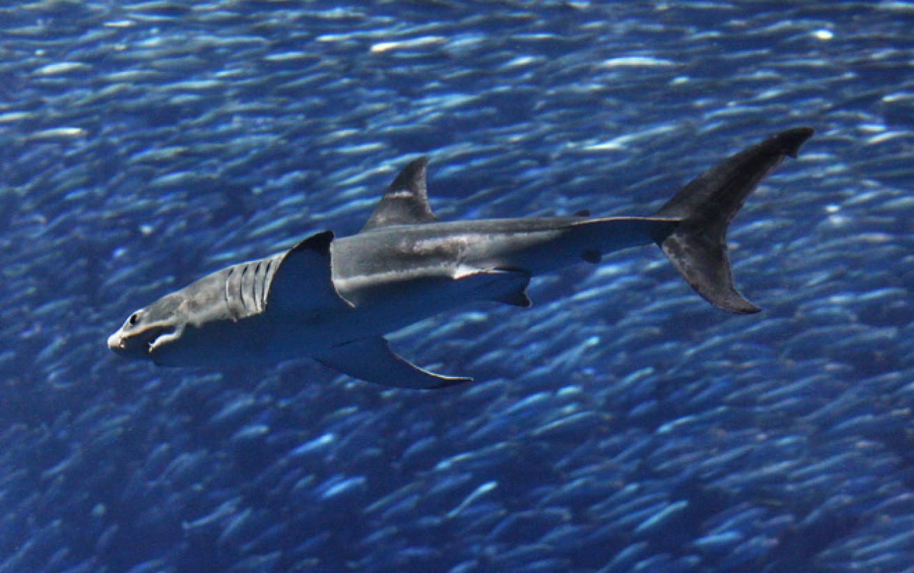 What It's Like... To Care for a Great White Shark | Scuba Diving
