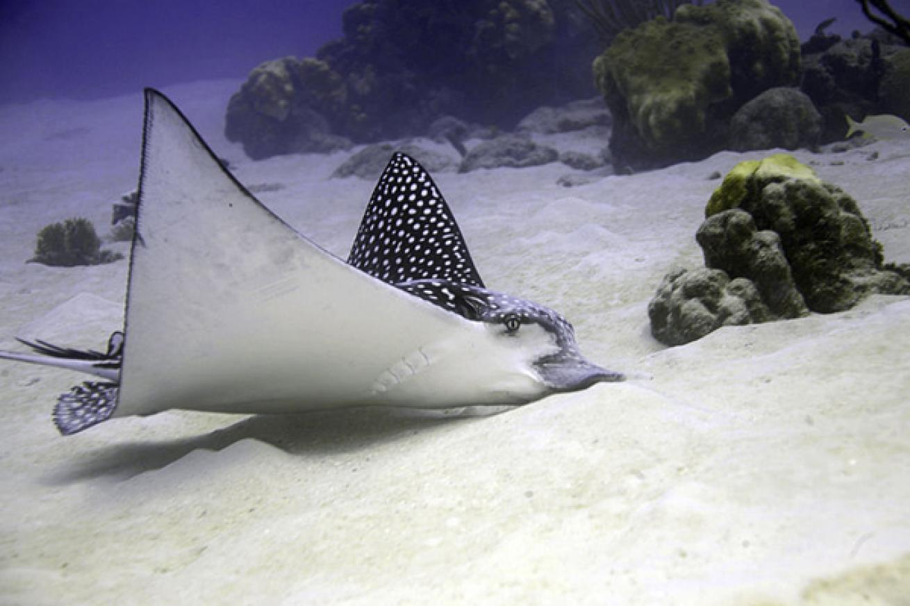 Scuba diving with eagle rays in Lanai, Hawaii