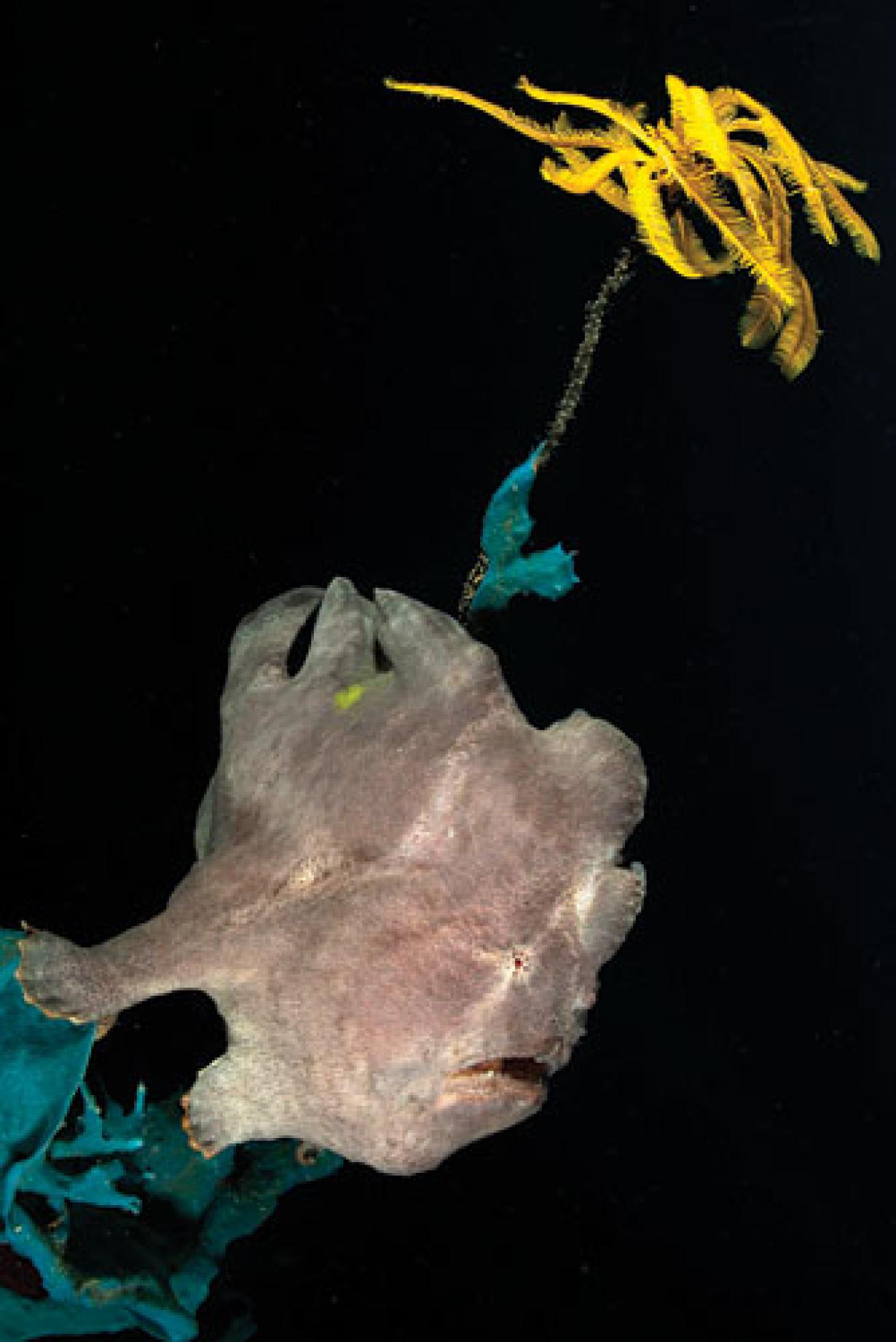 Scuba diving with frogfish on wrecks in Oahu, Hawaii
