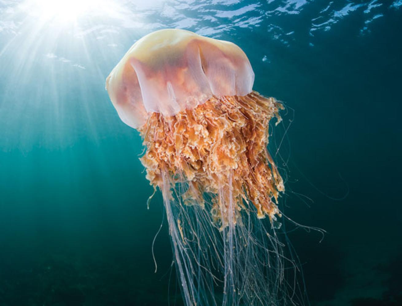 Jellyfish underwater photo Whidbey Island, Washington