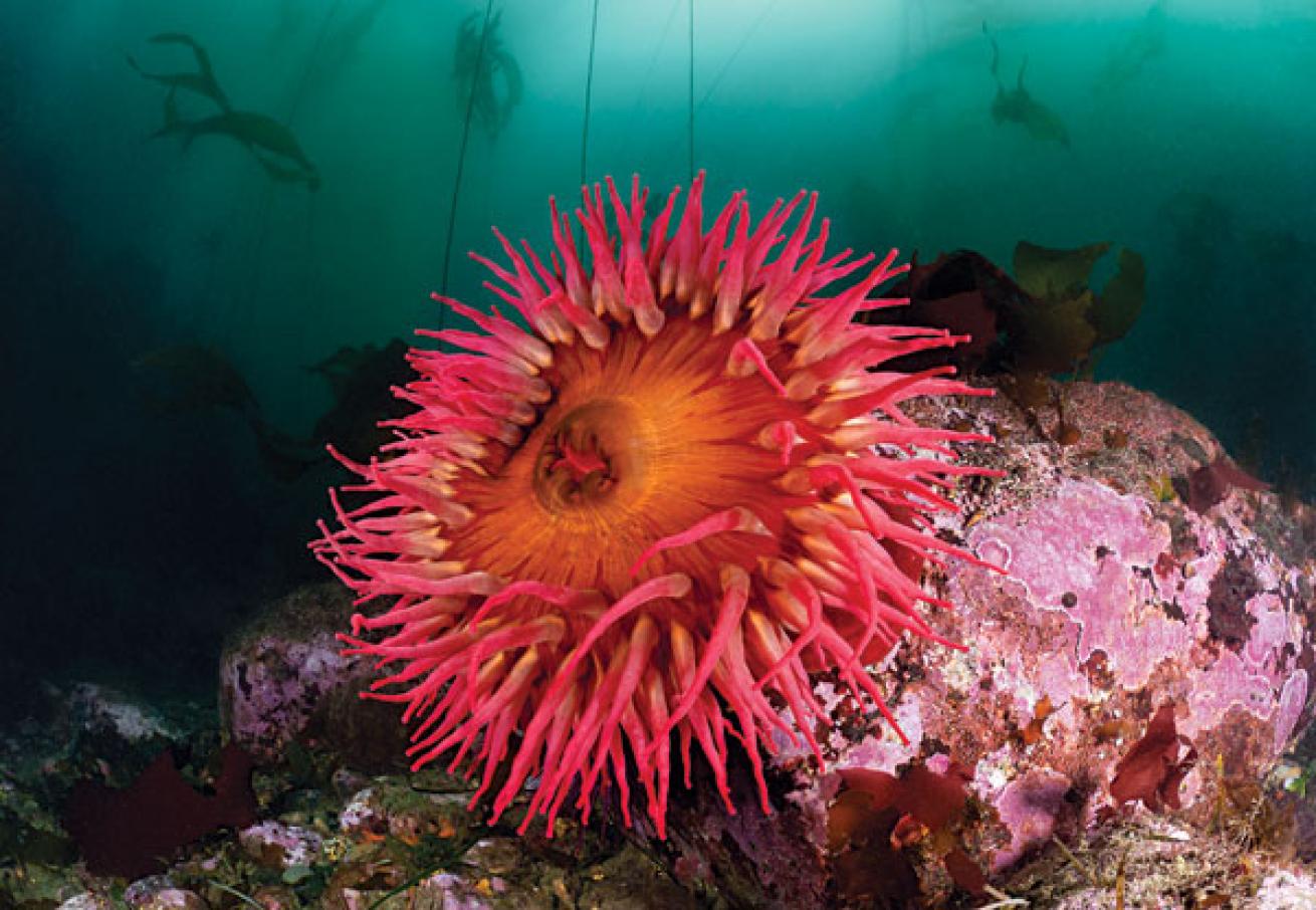 Strawberry anemone underwater photo in Washington