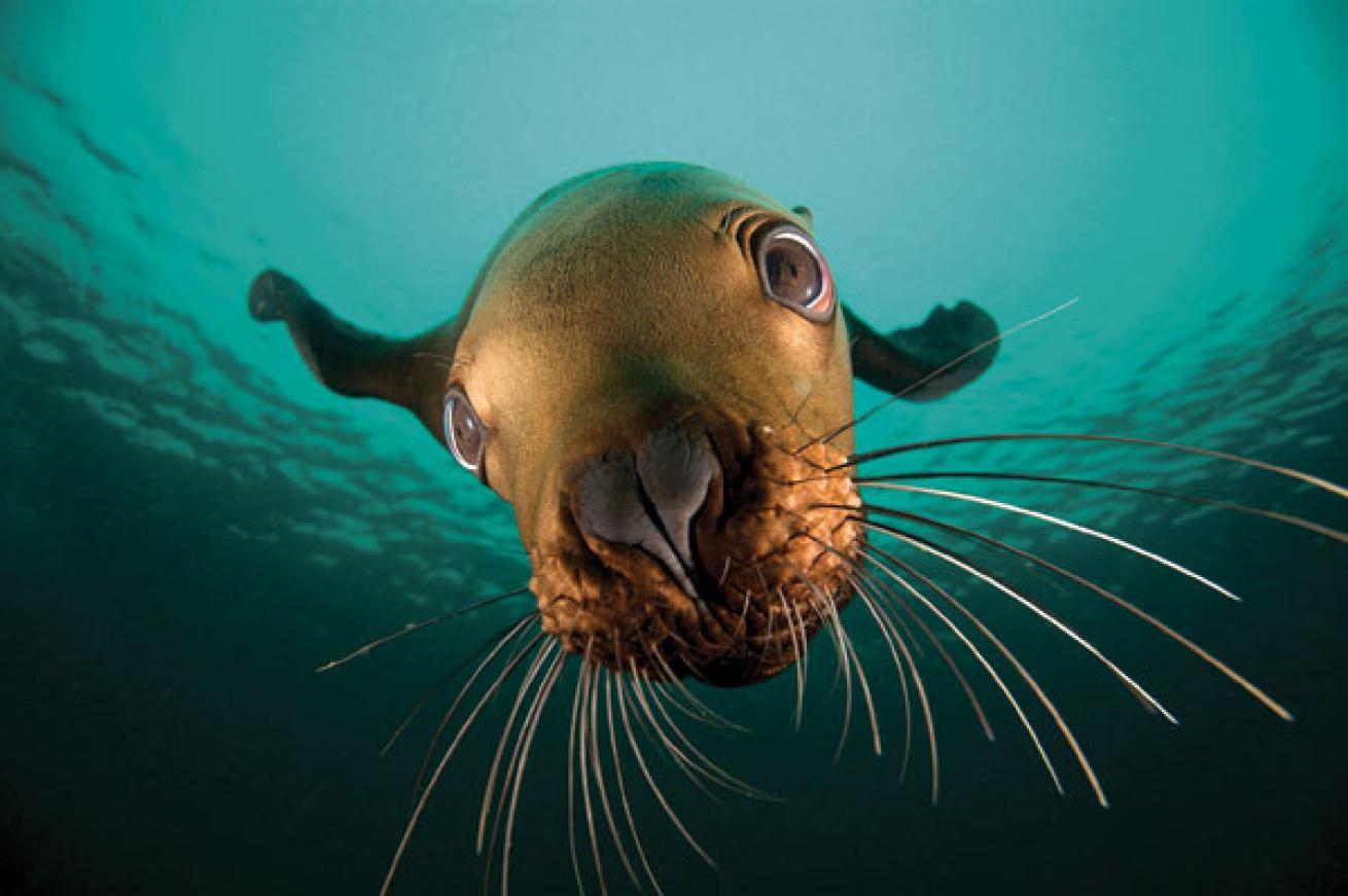 Sea lions underwater in Alaska