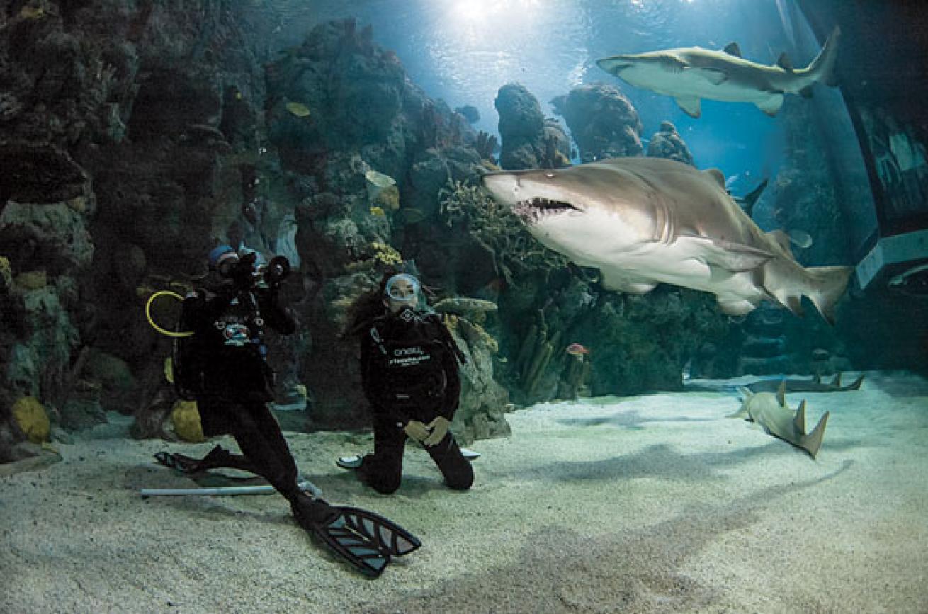 Scuba diving with sand tiger sharks in the Denver Aquarium