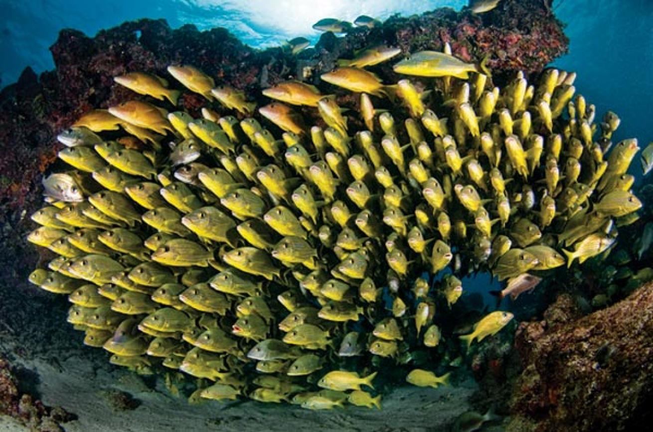 Scuba diving Florida Keys National Marine Sanctuary in Marathon, Florida