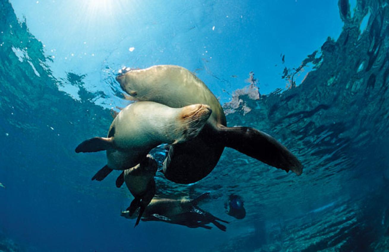 Scuba diving a sea lion rookery in Los Angeles, Santa Barbara Island, California