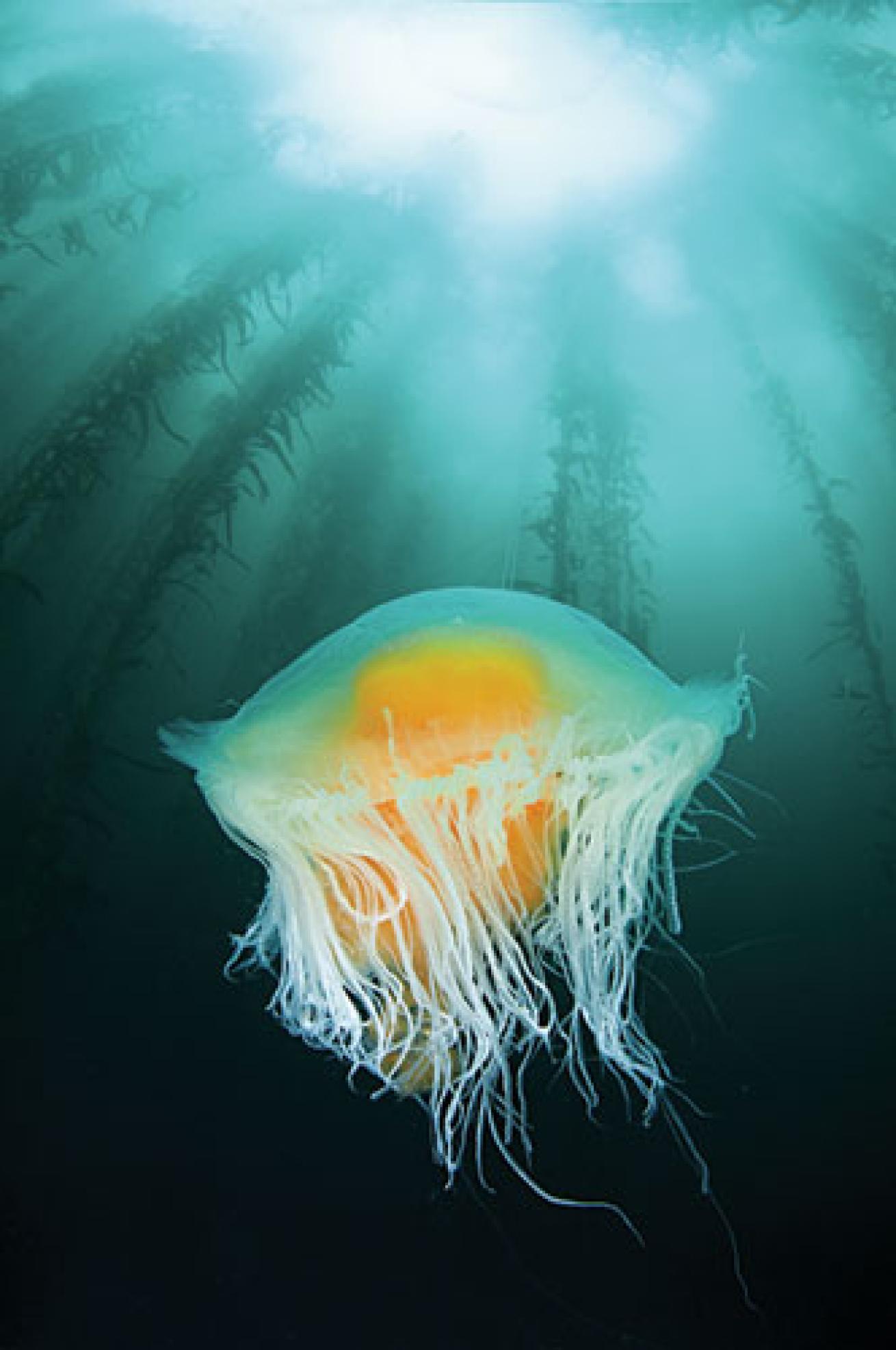 Jellyfish in Monterey, California