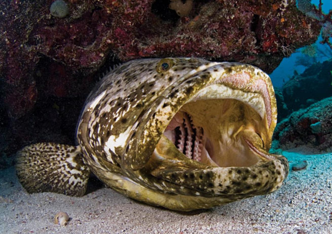 Grouper underwater photo in Fort Lauderdale, Florida