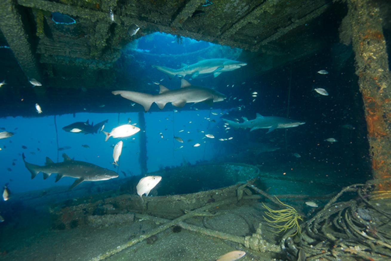 Top 10 Wreck Dives of North Carolina Scuba Diving