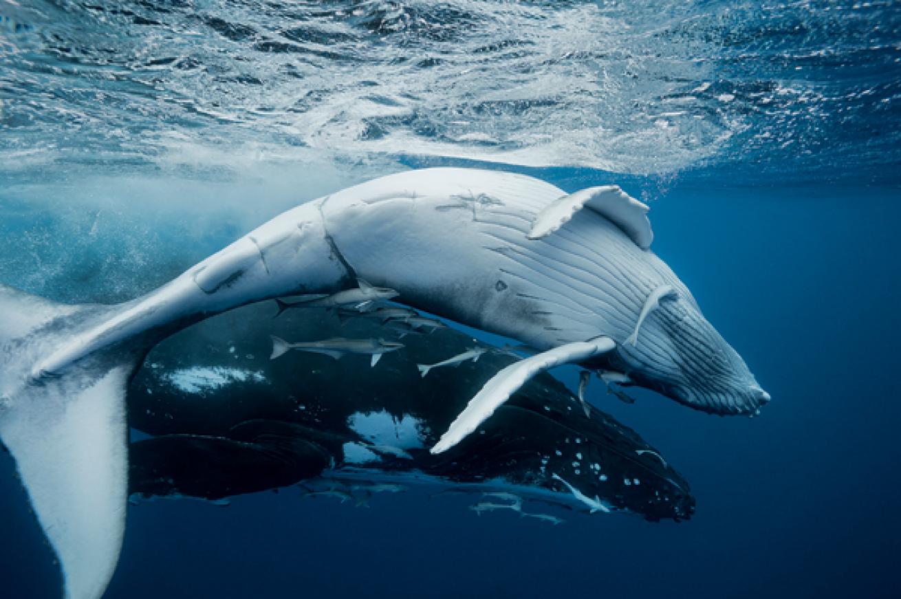 humpback calf