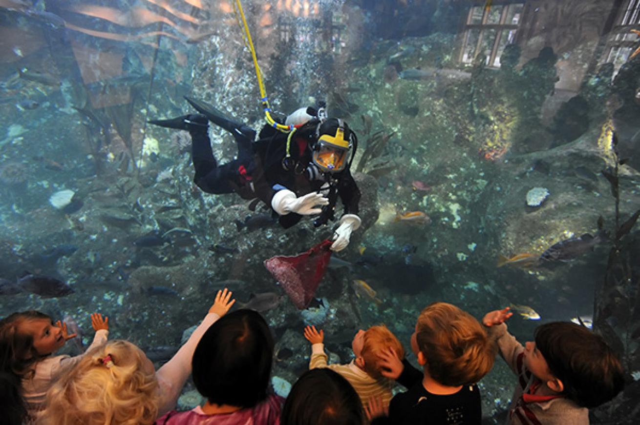 Aquarium Diver