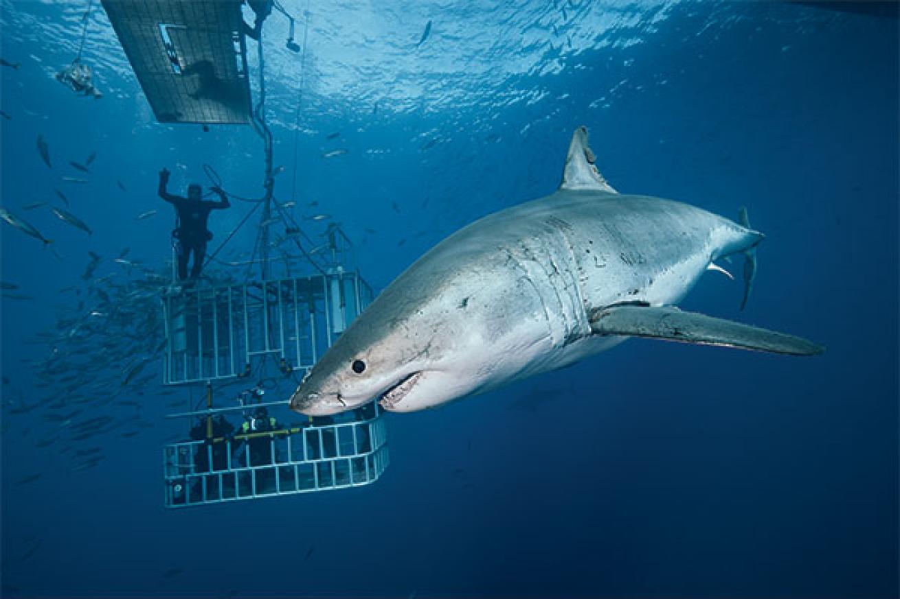 What It's Like: To Shoot Great Whites Outside the Cage | Scuba Diving