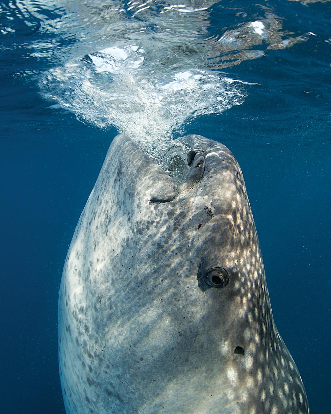 best big animal dives