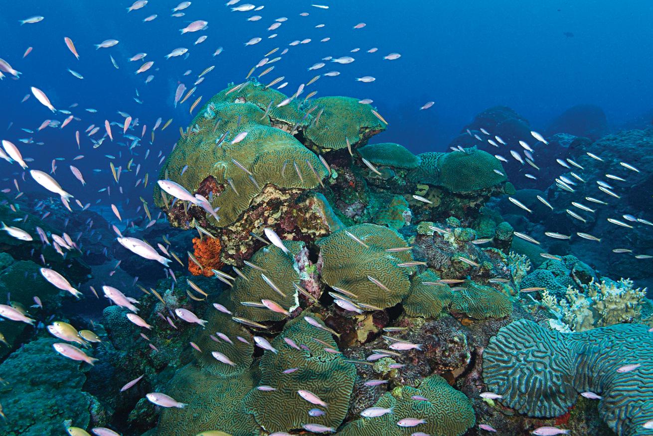 best marine environments for scuba diving 