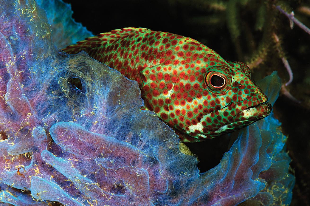 best scuba diving marine environments