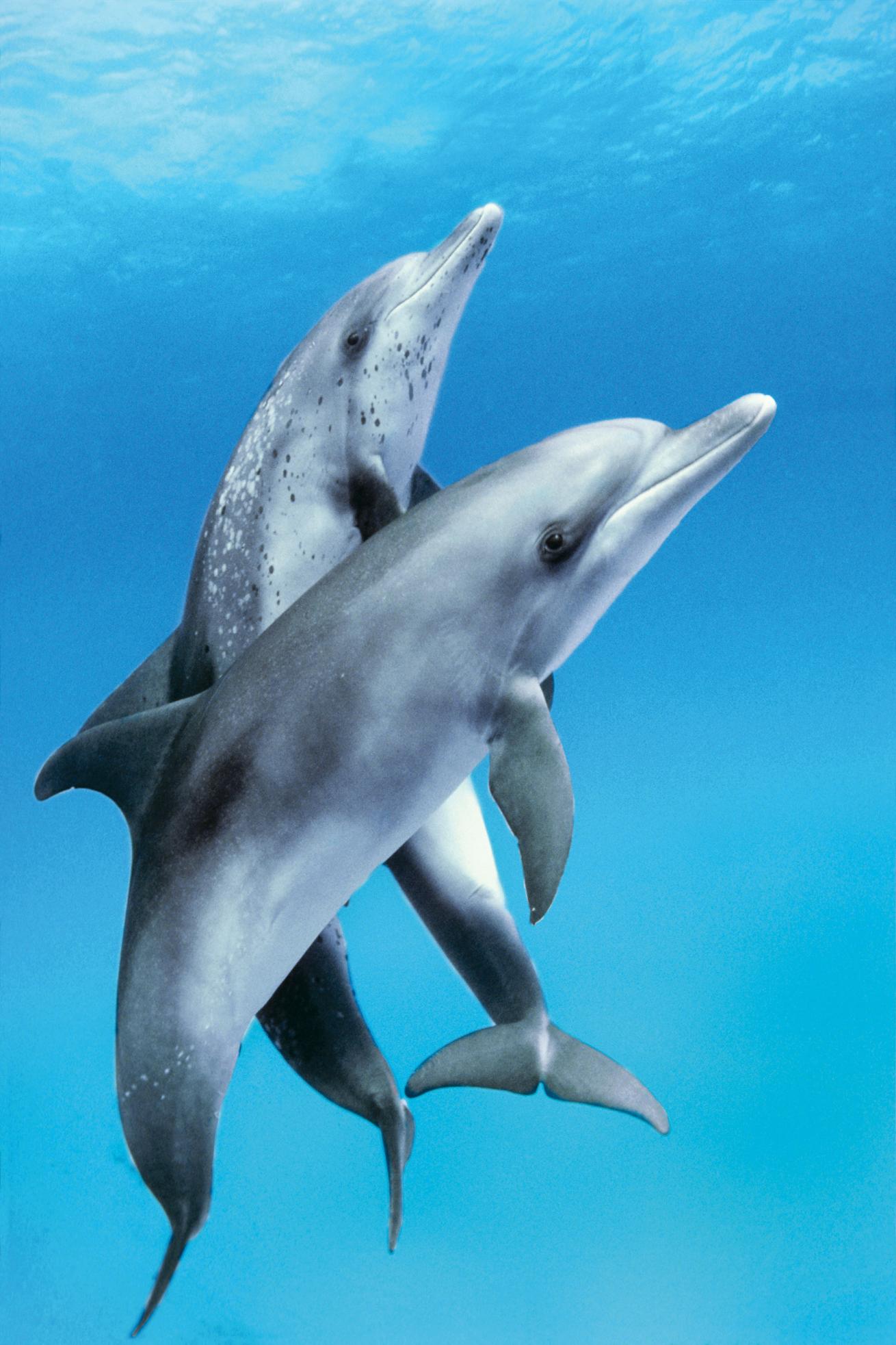 scuba diving with dolphins