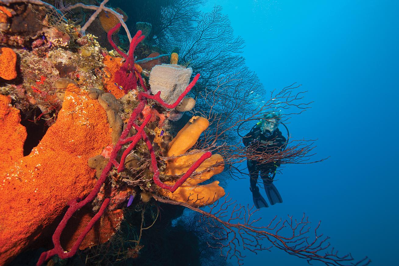 best wall dives for scuba diving