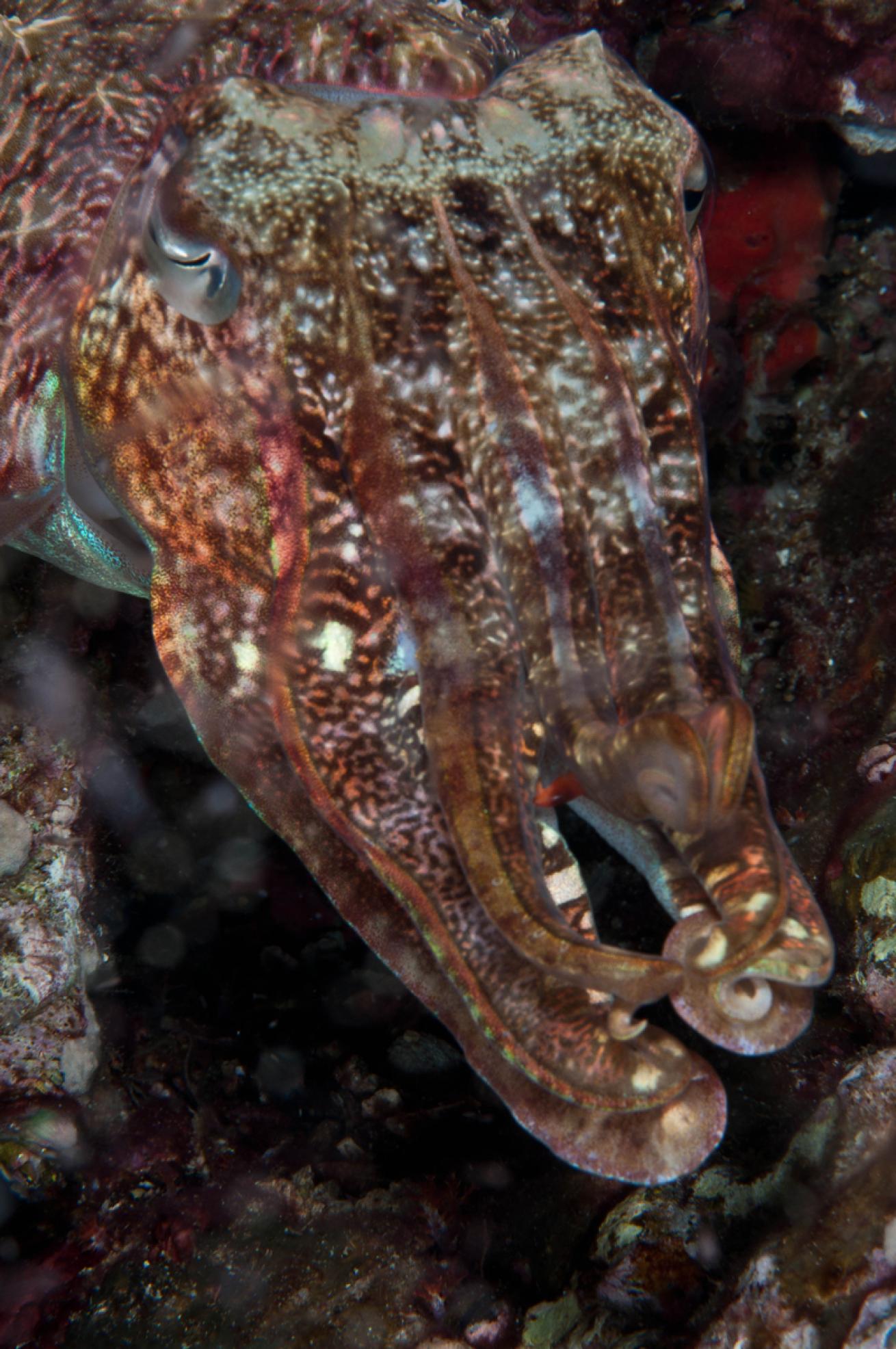 cuttlefish