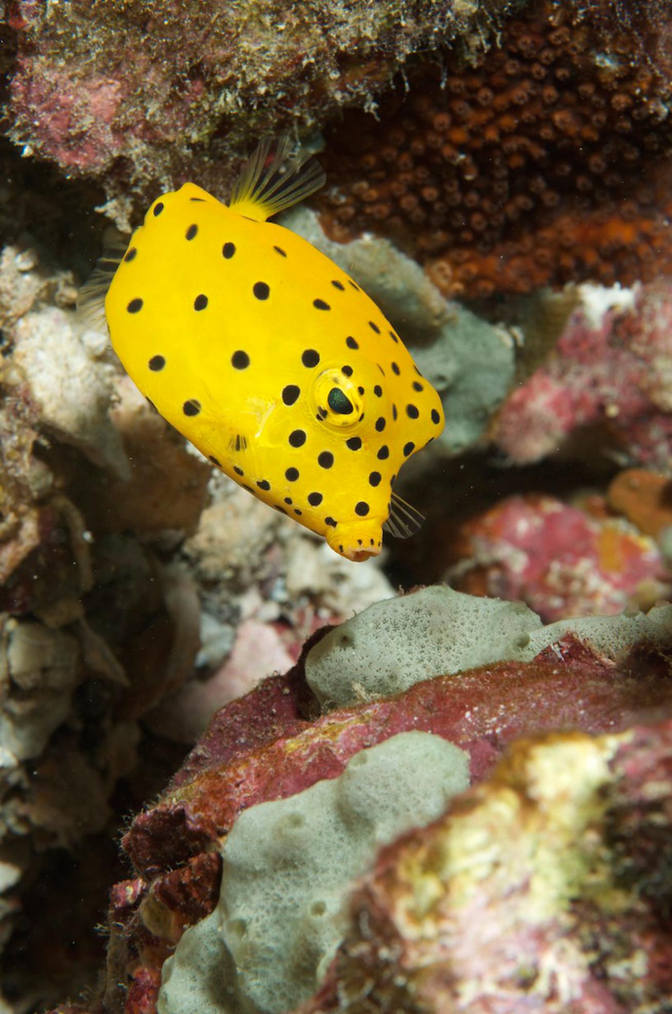 yellow boxfish