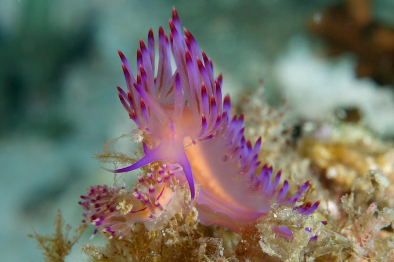 Flabellina nudibranch