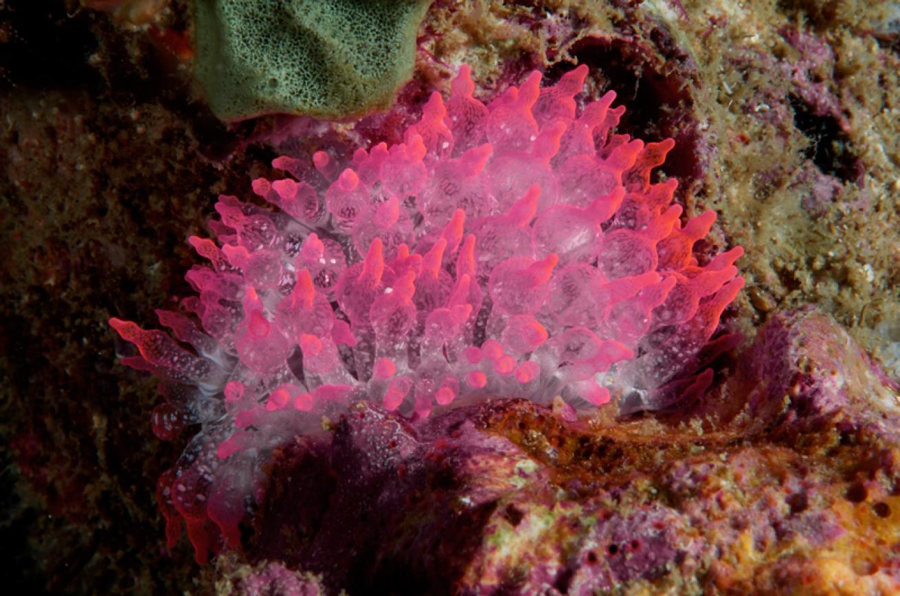 bubble-tip anemone