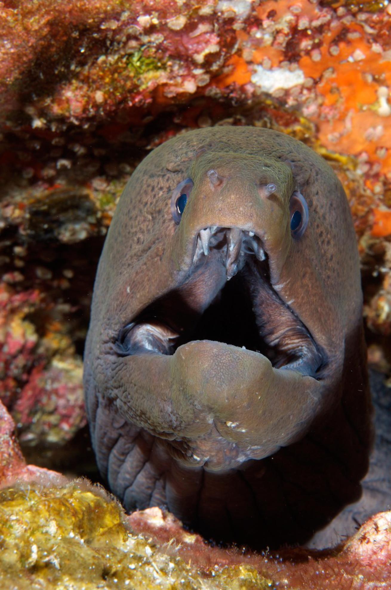 giant moray eel