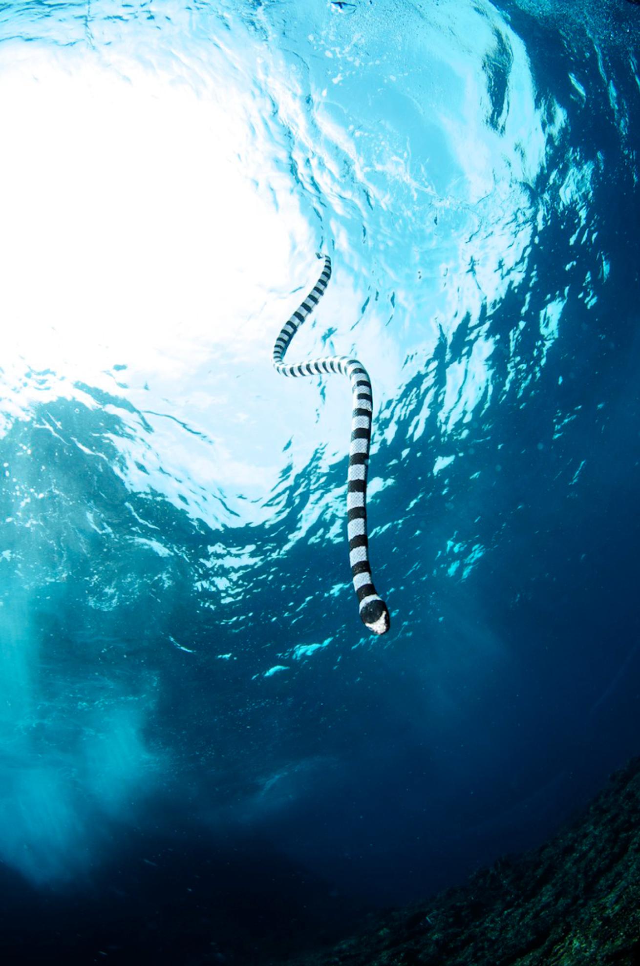 banded sea krait