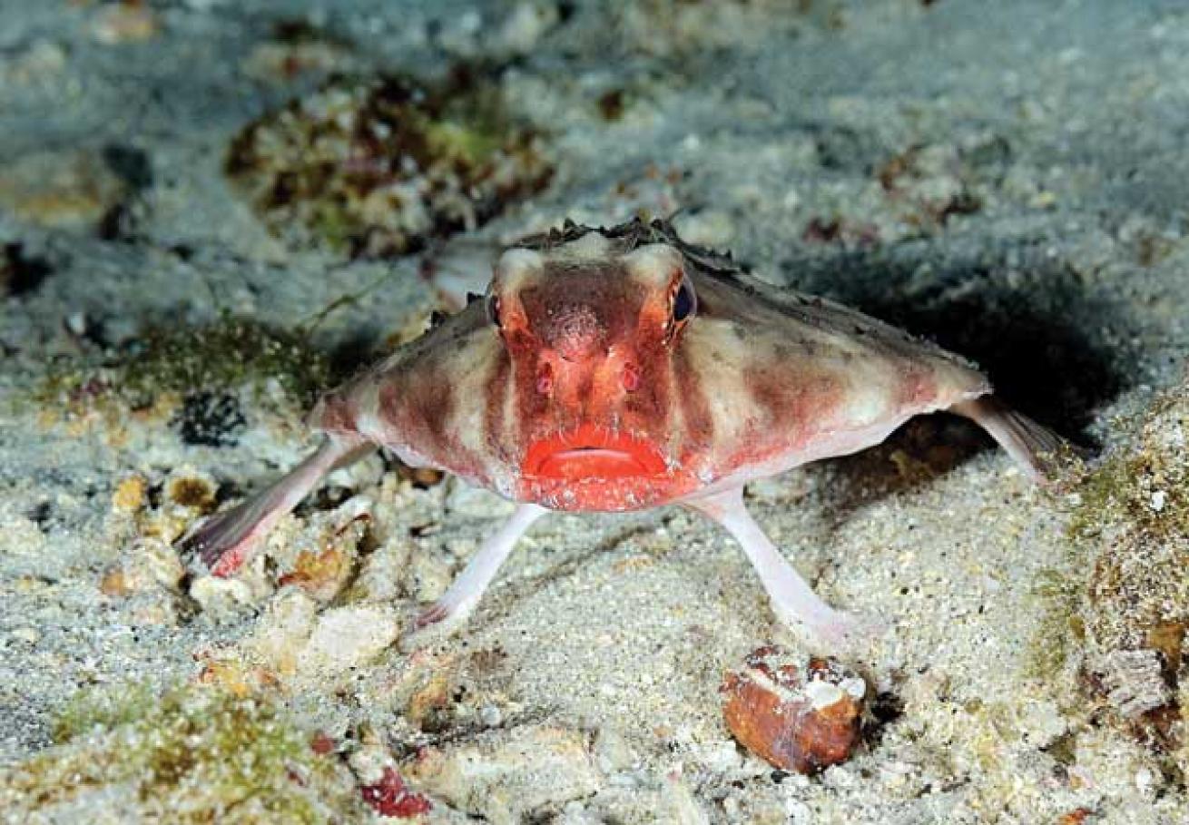 Rosy-Lipped Batfish