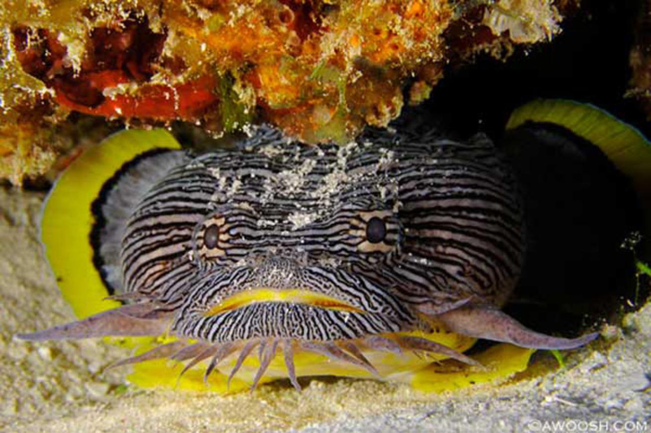 Diving with Cozumel's Most Fascinating Underwater Creatures