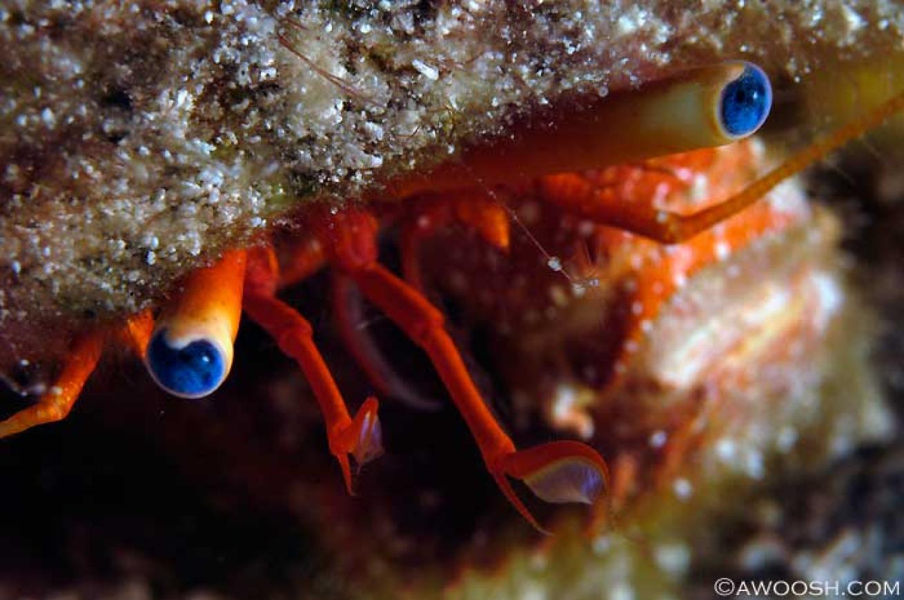 cozumel scuba diving photos