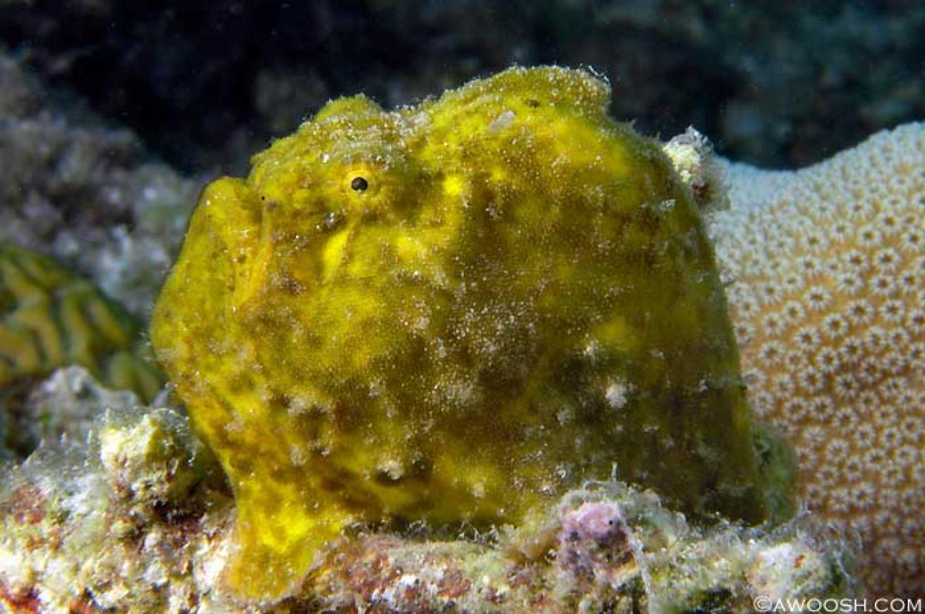 cozumel scuba diving photos