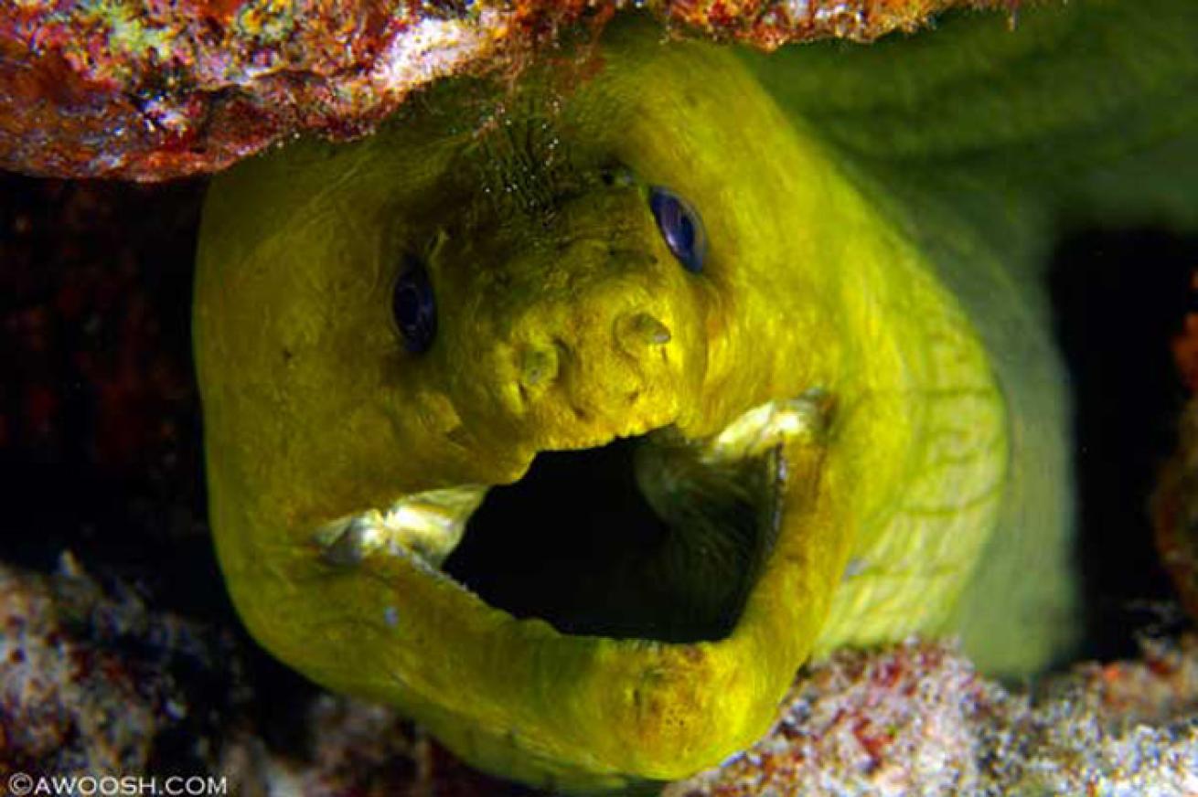 cozumel scuba diving photos