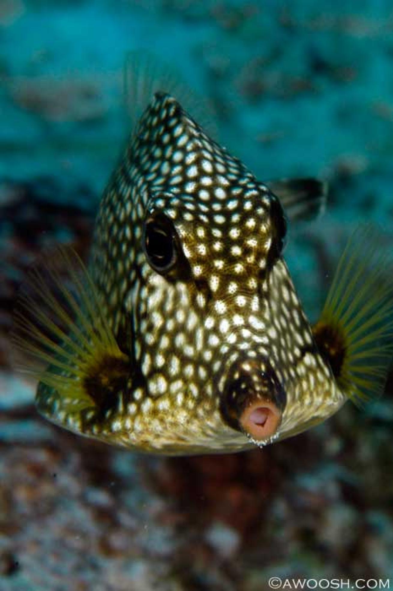 cozumel scuba diving photos